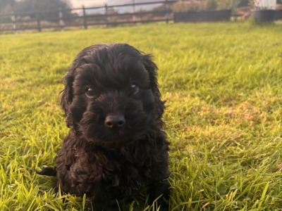 2 Black Miniature Cockapoo puppies for sale  -