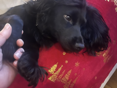 IKC Registered Cocker Spaniel puppies in Offaly