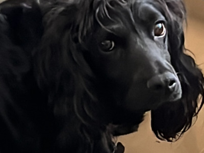IKC Registered Cocker Spaniel puppies in Offaly