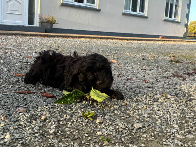 2 Black Miniature Cockapoo puppies for sale  -