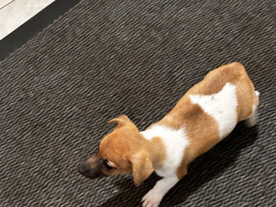 Jack Russell puppies for sale in Wexford