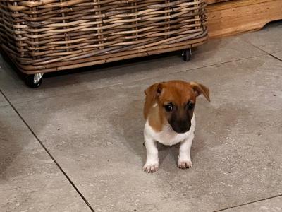 Jack Russell puppies for sale in Wexford