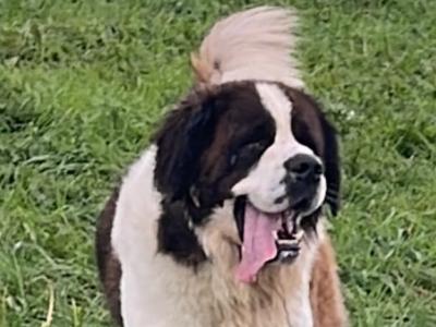 IKC Registered Rocky the St. Bernard 🥊🔥 in Tipperary