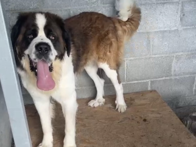 IKC Registered Rocky the St. Bernard 🥊🔥 in Tipperary