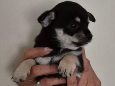 Female Chihuahua puppies in Dublin