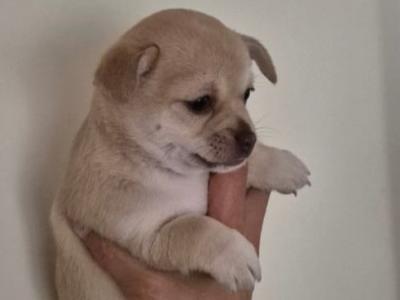 Female Chihuahua puppies in Dublin