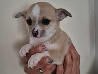 Female Chihuahua puppies in Dublin