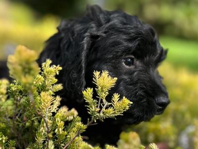 Cockapoo puppies in Wicklow