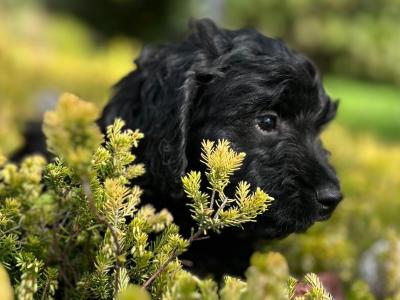 Cockapoo puppies in Wicklow