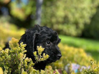 Cockapoo puppies in Wicklow