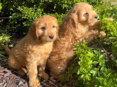 Cockapoo puppies in Wicklow