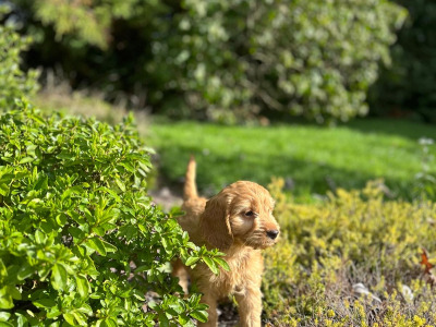 Cockapoo puppies in Wicklow