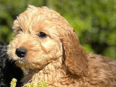 Cockapoo puppies in Wicklow