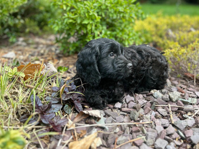 Cockapoo puppies in Wicklow