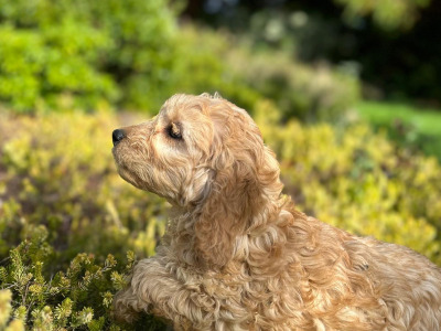Cockapoo puppies in Wicklow