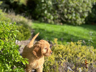 Cockapoo puppies in Wicklow