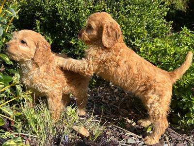 Cockapoo puppies in Wicklow