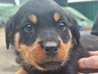 Female Rottweiler puppy in Carlow €600