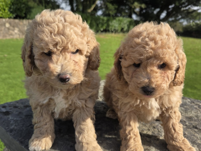 Poochon puppies in Wexford