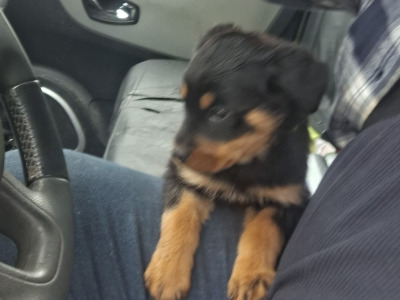 Female Rottweiler puppy in Carlow €600