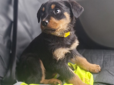 Female Rottweiler puppy in Carlow €600