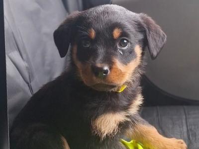 Female Rottweiler puppy in Carlow €600
