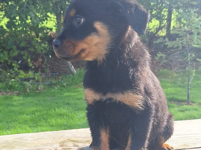 Female Rottweiler puppy in Carlow €600