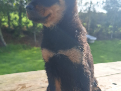 Female Rottweiler puppy in Carlow €600