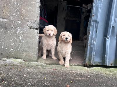 Beautiful Goldendoodle puppies in Mayo