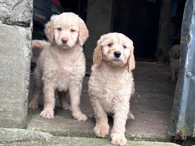 Beautiful Goldendoodle puppies in Mayo