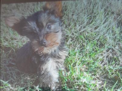 ⭐️⭐️⭐️IKC Registered purebred Tea cup Yorkshire Terrier pups ⭐️⭐️⭐️