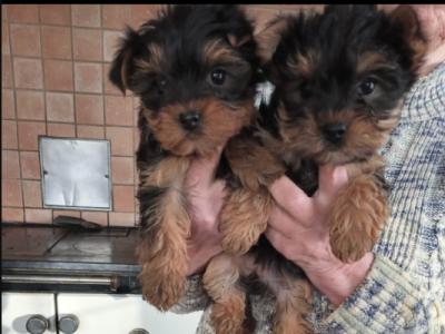 ⭐️⭐️⭐️IKC Registered purebred Tea cup Yorkshire Terrier pups ⭐️⭐️⭐️