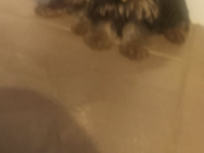 ⭐️⭐️⭐️IKC Registered purebred Tea cup Yorkshire Terrier pups ⭐️⭐️⭐️