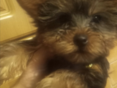 ⭐️⭐️⭐️IKC Registered purebred Tea cup Yorkshire Terrier pups ⭐️⭐️⭐️