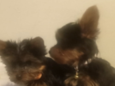 ⭐️⭐️⭐️IKC Registered purebred Tea cup Yorkshire Terrier pups ⭐️⭐️⭐️