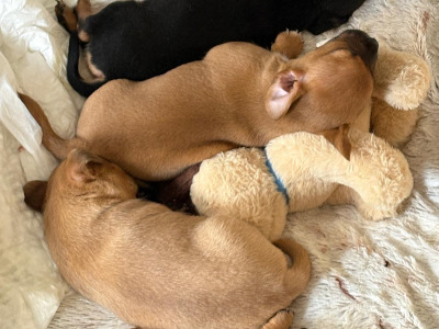 4 Beautiful Female Jack Russell Puppies  in Dublin