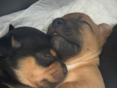 4 Beautiful Female Jack Russell Puppies  in Dublin