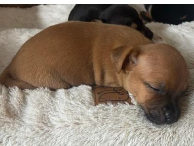 4 Beautiful Female Jack Russell Puppies  in Dublin