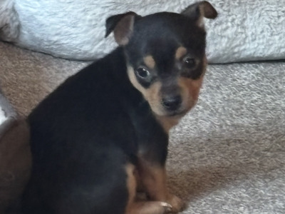4 Beautiful Female Jack Russell Puppies  in Dublin