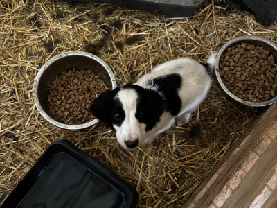 Springer Spaniel puppies in Wexford