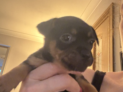 4 Beautiful Female Jack Russell Puppies  in Dublin