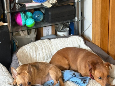 4 Beautiful Female Jack Russell Puppies  in Dublin