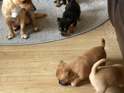 4 Beautiful Female Jack Russell Puppies  in Dublin