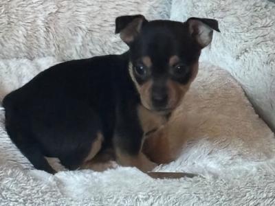 4 Beautiful Female Jack Russell Puppies  in Dublin