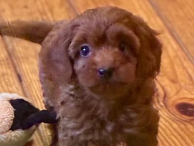 Beautiful Cavapoo puppies 🐶 in Wexford