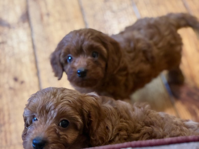 Beautiful Cavapoo puppies 🐶 in Wexford