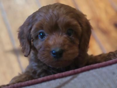Beautiful Cavapoo puppies 🐶 in Wexford