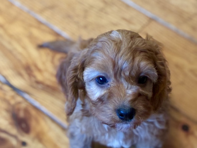 Beautiful Cavapoo puppies 🐶 in Wexford