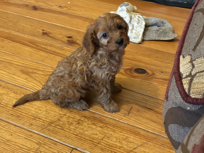 Beautiful Cavapoo puppies 🐶 in Wexford