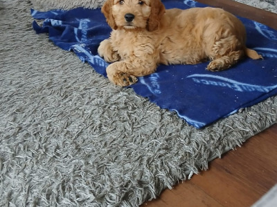 Beautiful Cockapoo puppies in Monaghan
